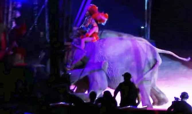 Elephant in German circus pushes another elephant into crowd