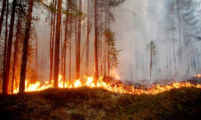Dozens of wildfires rage in Sweden amid Nordic heat wave
