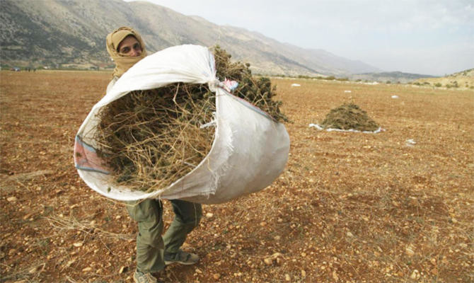 Can Lebanon control cannabis cultivation?