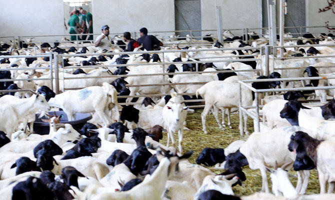 Saudi ministry beefs up cattle imports for Hajj season