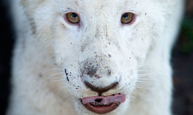 2 rare white lion cubs newly on display at Mexican zoo