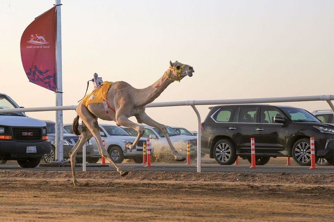 Camel racing: An Arabian sport loved by the region’s people