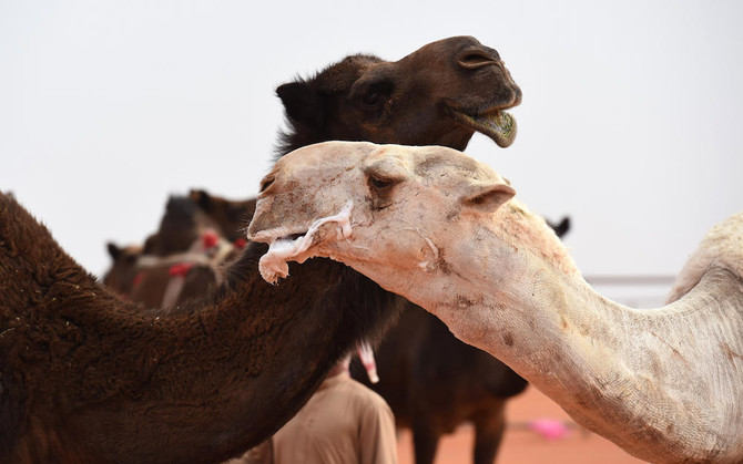 Saudi university discovers genetic characteristics of Arabian camels