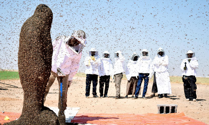 Saudi beekeeper becomes internet celebrity