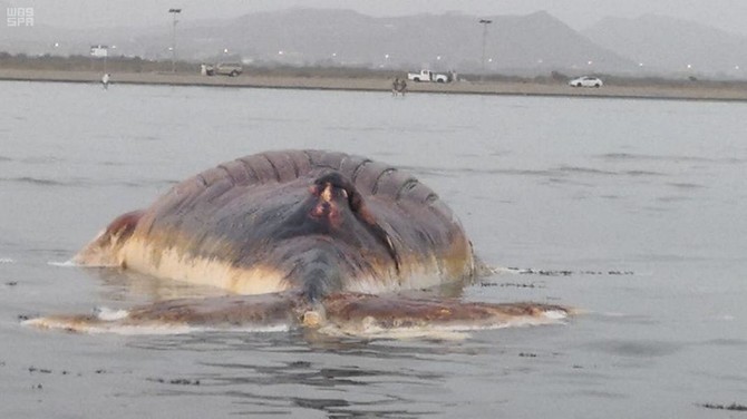 Dead whale found on Asir beach in Saudi Arabia