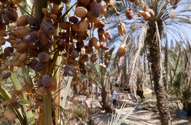 Conflict and drought ravage Iraq’s prized date palms