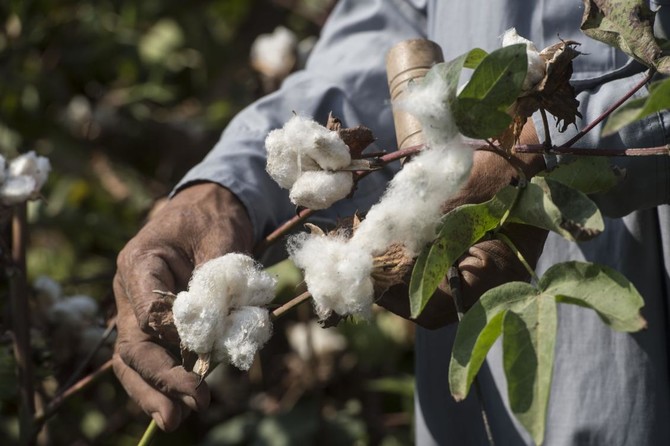 Egypt seeks to weave cotton renaissance