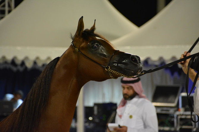 Beautiful horses trot through titles and prizes in Jeddah Arabian Horse Show
