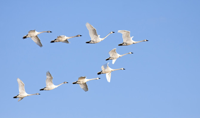 Saudi Wildlife Authority celebrates Migratory Bird Day with stress on conservation