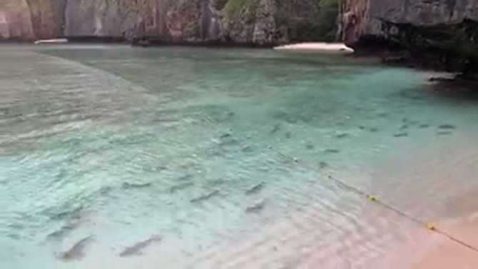Sharks return to Thai bay popularised by ‘The Beach’