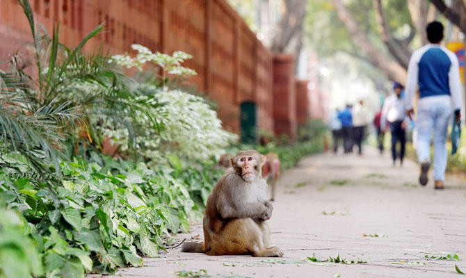 Monkeys run amok in India’s corridors of power
