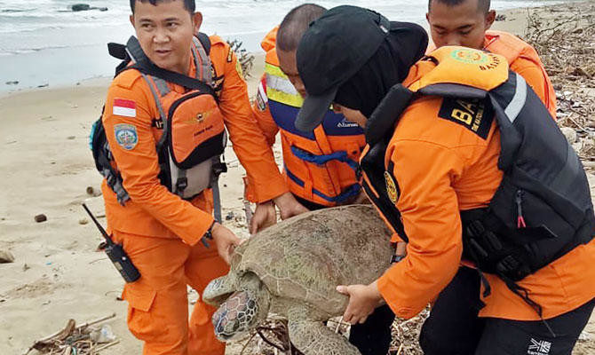 ’All lives matter’: Indonesia saves tsunami-stranded turtles