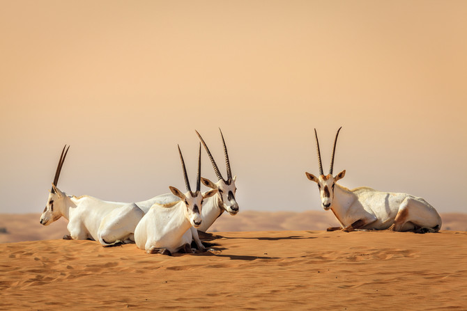 How the Arabian oryx was brought back from extinction