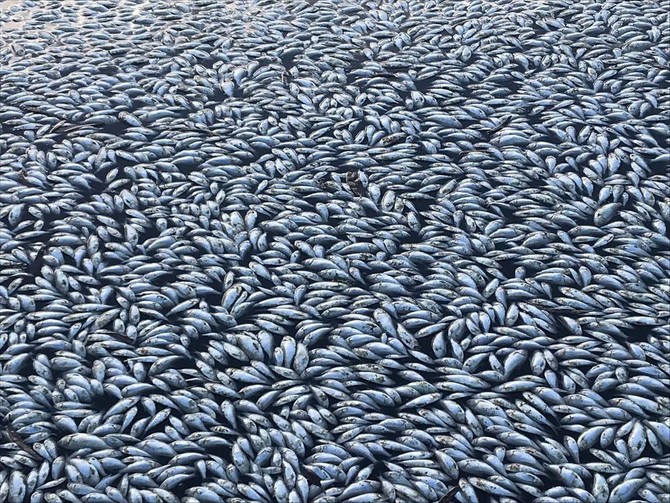 Sea of white: ‘Hundreds of thousands’ of fish dead in Australia