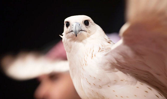 Saudi falconry festival draws to a close | Arab News