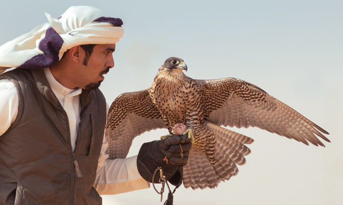 Saudi falconry festival draws to a close