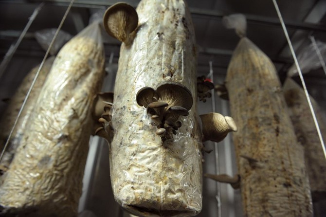 Urban farming: Parisians wake up to coffee-fueled mushroom magic