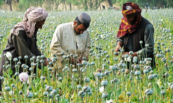Seeds of hope: Why Afghan farmers no longer give a fig for poppies