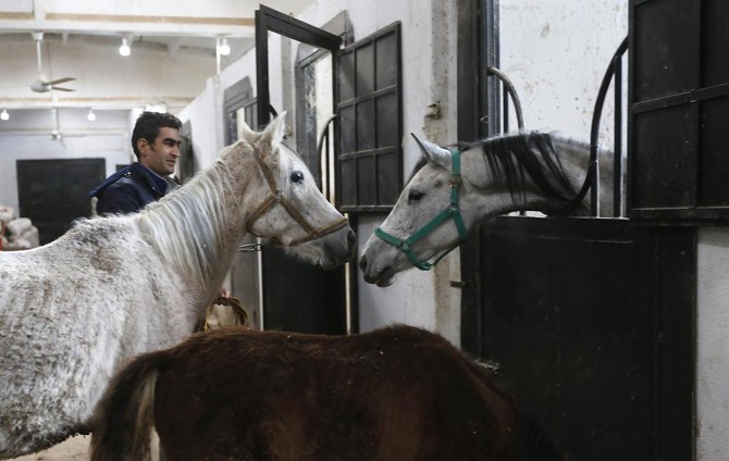 War horses: Syria’s Arabian beauties plod way to recovery