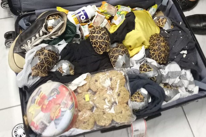 Philippines seizes 1,500 rare turtles in luggage