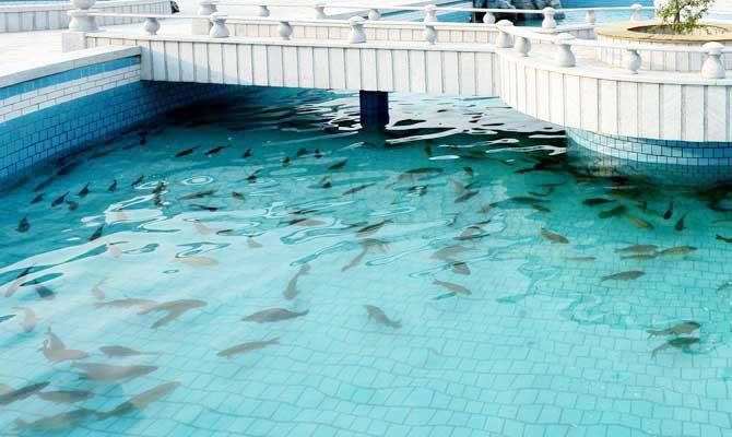 Fund to support 70% of fish farming projects in Saudi Arabia