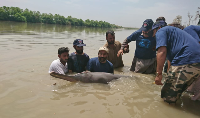 Sindh wildlife department kicks off survey to save Indus dolphins