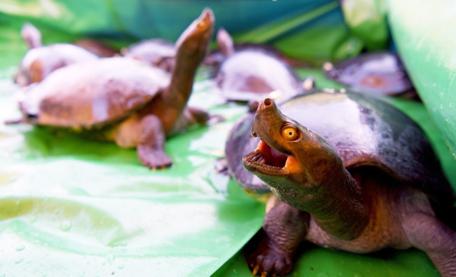 Turtle Power: near extinct terrapins make Cambodian comeback