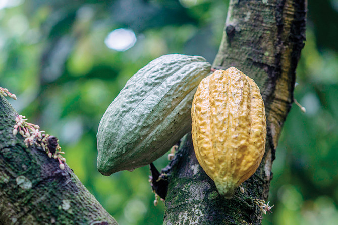 Ghana farmers sweet on cocoa minimum price drive