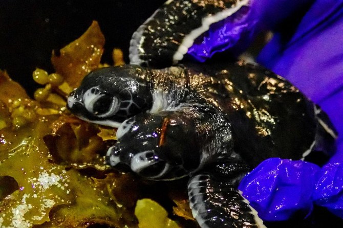 Two-headed turtle born in Malaysia