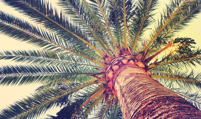 Startup in Morocco turns date-palm-recycling into eco-friendly business
