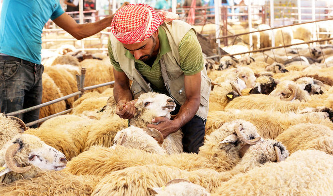 Saudi cattle imports rise by 21 percent