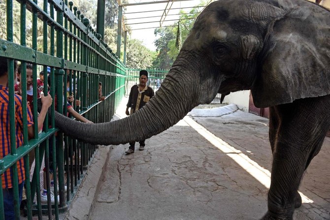 Egypt's Giza zoo loses Naima, its last elephant