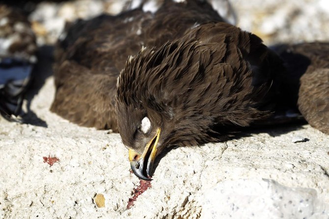 Lebanon skies a death trap for migratory birds: NGOs