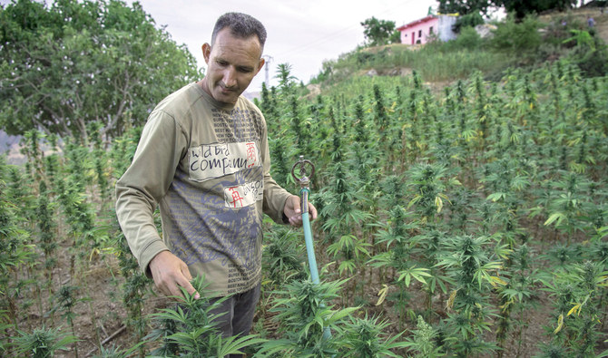 Foreign hybrids stubbing out Morocco’s renowned cannabis