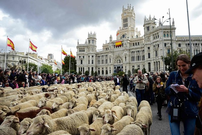 Sheep take over streets of Madrid for annual migration