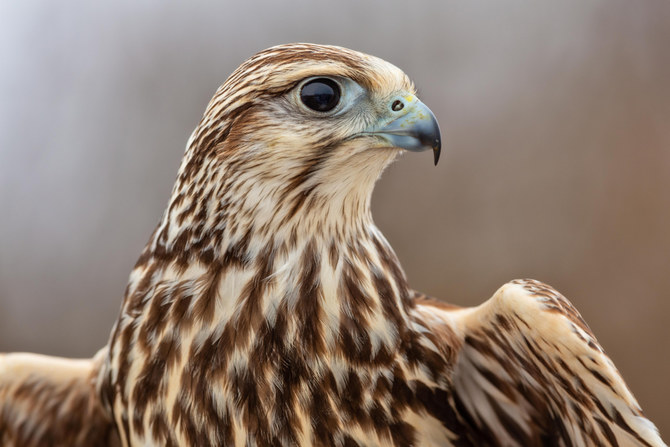 Most expensive Shaheen falcon sold at auction