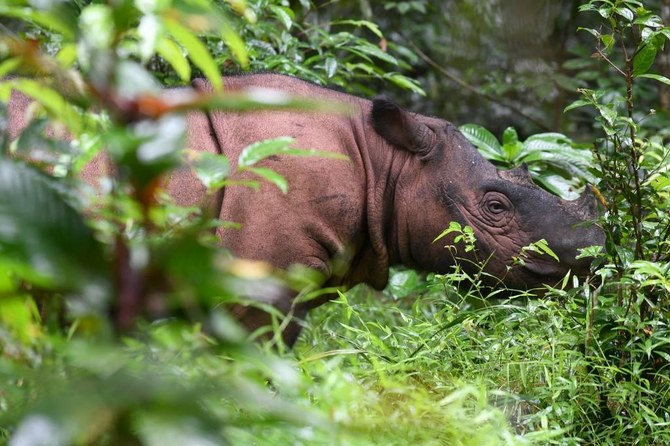 Sumatran rhino is extinct in Malaysia as lone survivor dies