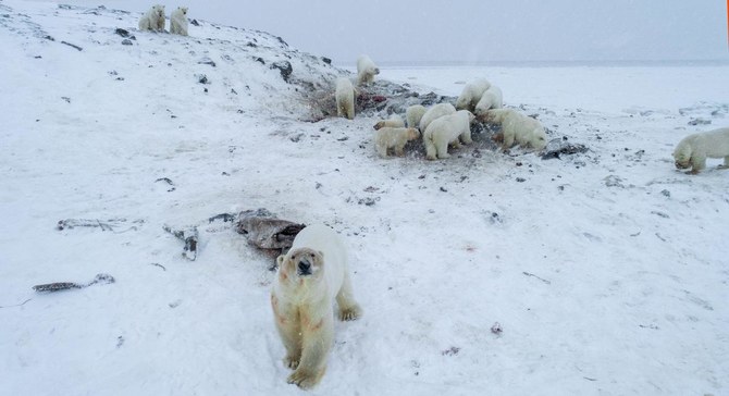 Weak Arctic ice sees 56 polar bears descend on Russian village