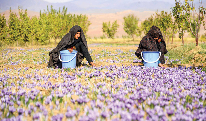 Afghanistan’s red gold ‘saffron’ termed world’s best