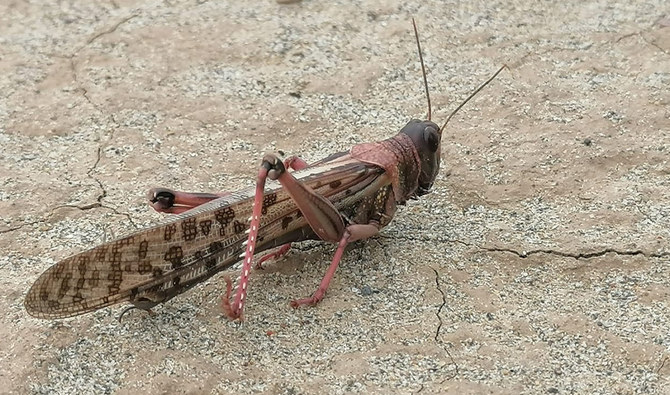 Locust outbreak, worst in decades, hits northwestern Pakistan