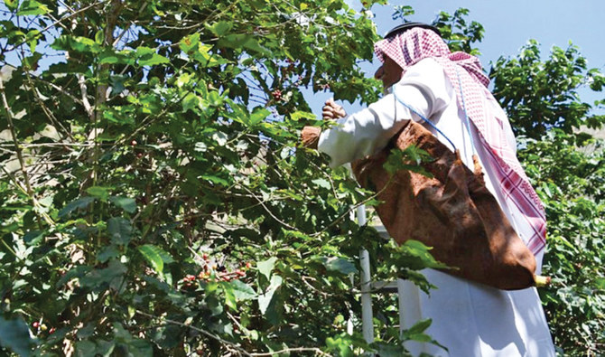 Turning a new leaf: Saudi Arabia’s Jazan region ditches qat crops for coffee trees