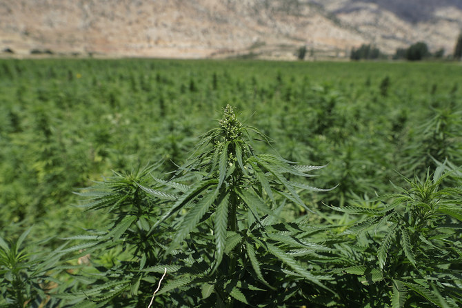 Can cannabis legalization rescue Lebanon’s ailing economy?