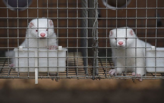 Two Dutch mink farms infected with coronavirus