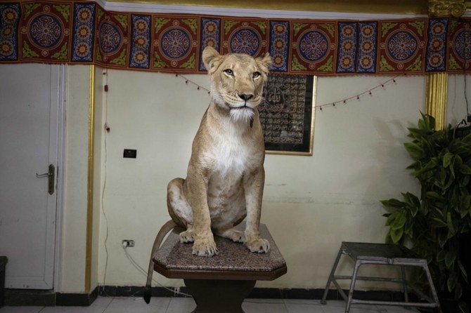 Egyptian circus performer brings lions home