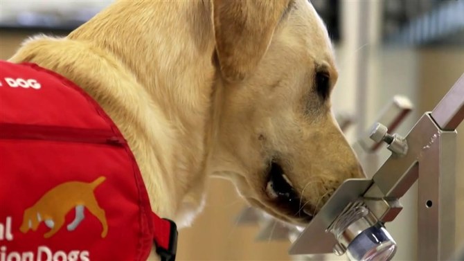 UK trial to use dogs to detect COVID-19