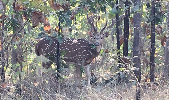 Concerns grow as India’s coal mining cuts through tiger reserves 