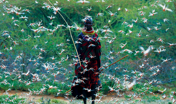 Worst outbreak of locust in Kenya is far from over