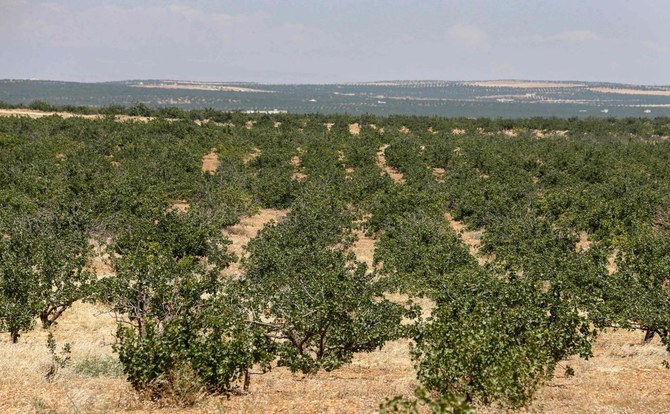 Syria pistachio farmers return to orchards after years of war