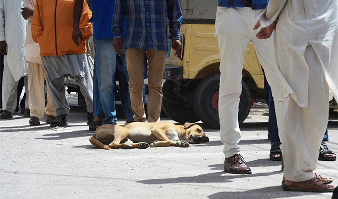 Animal rights activists condemn culling practices for stray dogs in Karachi  | Arab News
