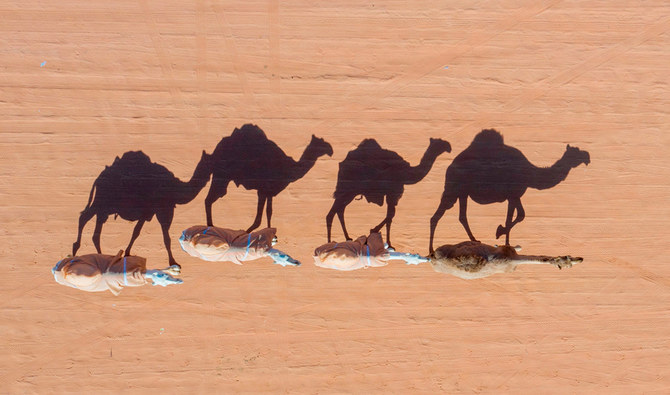 UN announces 2024 as International Year of Camelids